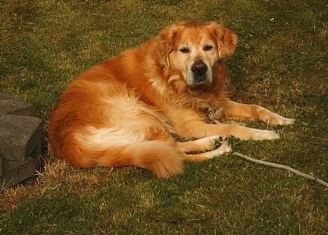 Golden retriever Dajovi´s Loui Amiga *død* billede 7
