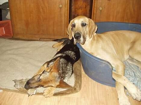 Schæferhund  Schila   - Schila sammen med Jochi billede 20