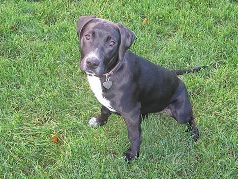 Blanding af racer Sensi billede 1