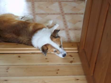 Islandsk fårehund Bastian billede 3