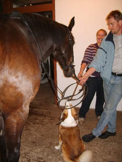 Islandsk fårehund Bastian billede 4