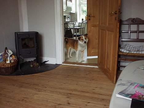 Islandsk fårehund Bastian billede 5