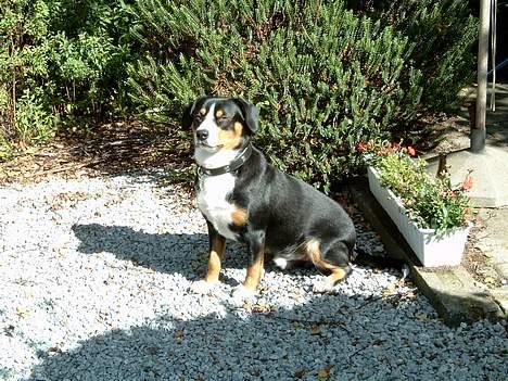 Entlebucher sennenhund Hemi - Nu er jeg ved at blive stor og følsom. Nyder livet på landet. billede 5