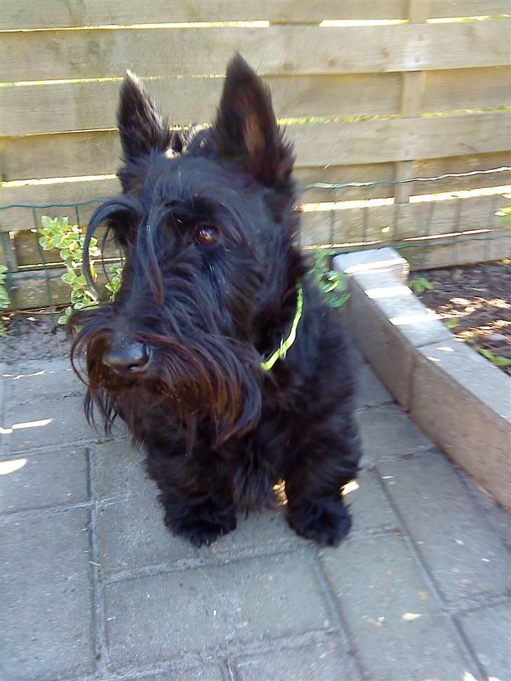 Skotsk terrier Sofiendals Dixie - Velkommen til Dixies profil . billede 1