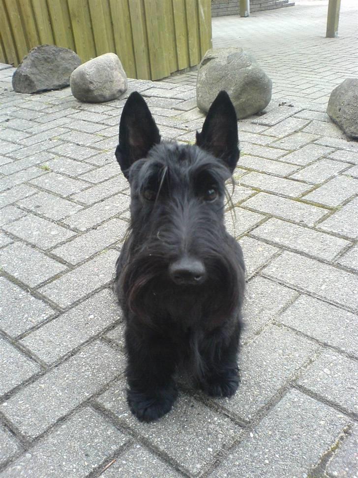 Skotsk terrier Sofiendals Dixie - efter en klipning :b. billede 2