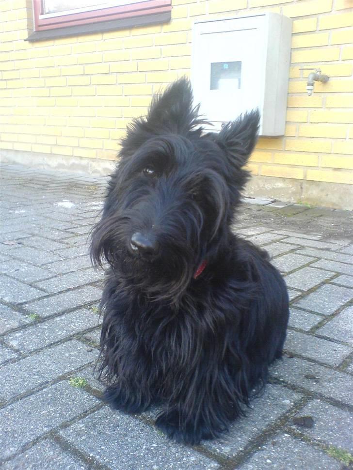 Skotsk terrier Sofiendals Dixie - før en klipning :b billede 3