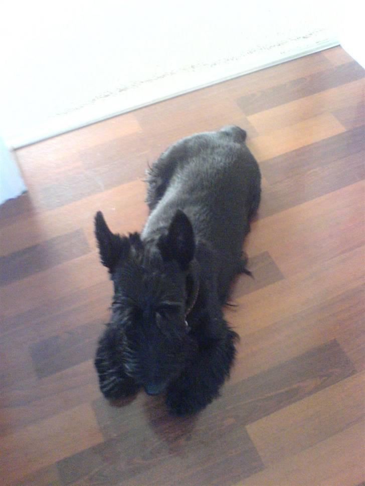 Skotsk terrier Sofiendals Dixie - Hun er træt efter en gå tur ;) billede 4