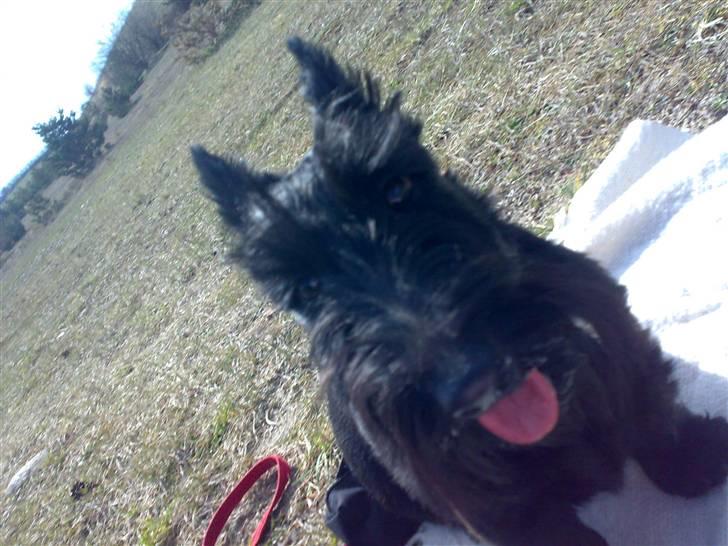 Skotsk terrier Sofiendals Dixie - Dixie  billede 5