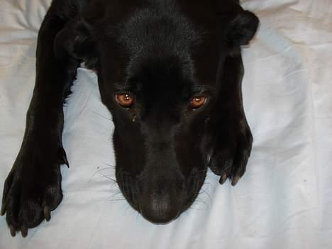 Blanding af racer labrador/scæfer Emma - meget tidligt om morgen inden jeg tager på job billede 1