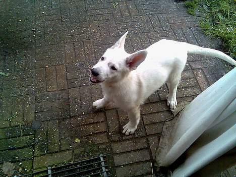 Hvid schæfer Jack - Hej har i set lille mig , er jeg ikke dejlig. billede 1