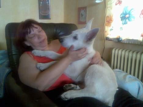 Hvid schæfer Jack - Jahh jeg skal nyde det mens jeg stadig kan være her . billede 2