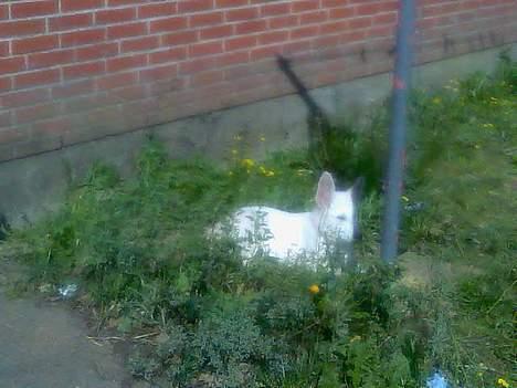 Hvid schæfer Jack - Det er skønt at ligge i græsset og tage solbad. billede 3