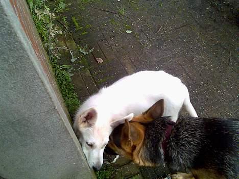 Hvid schæfer Jack - En rigtig nussestund . billede 4