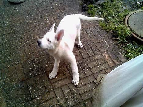 Hvid schæfer Jack - Er det ikke bare dejligt at være hund. billede 5