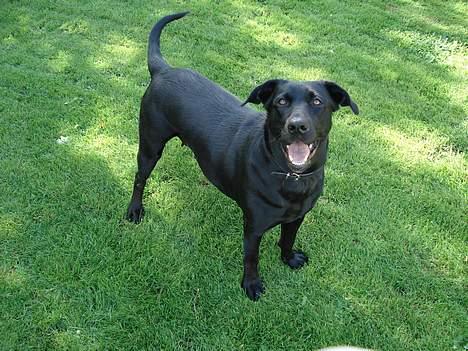Blanding af racer labrador/scæfer Emma - jeg er lækker billede 3