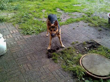 Schæferhund Nicole - Hej skal vi lege? billede 19