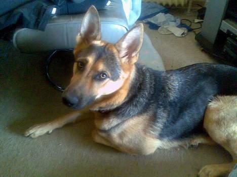 Schæferhund Nicole - Pyhh det er hårdt at blive storesøster. billede 20