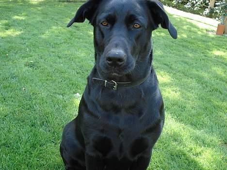 Blanding af racer labrador/scæfer Emma - ja jeg ser klog ud billede 4