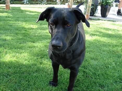 Blanding af racer labrador/scæfer Emma billede 5