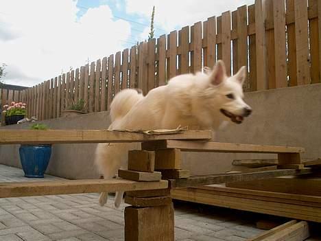 Dansk Spids Luna - Luna springer <3 Cirka 40-45 cm .. Hun kan srpinge ca. 60 cm. *Gammelt* - sidste sommer (2006) billede 3