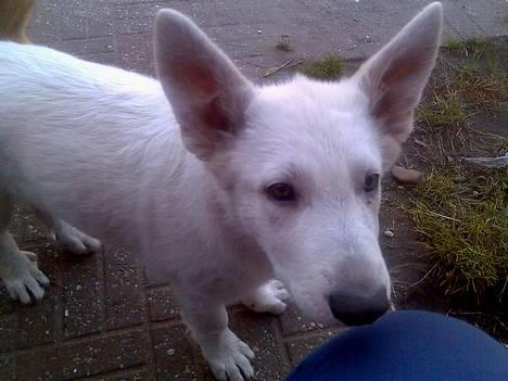 Hvid schæfer Jack - Hej mor er jeg ikke sød billede 6