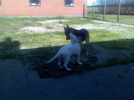 Hvid schæfer Jack - Hej Nicole skal vi lege ? billede 7