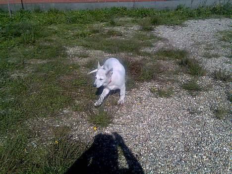 Hvid schæfer Jack - Hvad mon det er mor laver ? billede 8