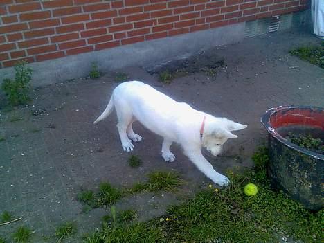 Hvid schæfer Jack - Ja også en to tre driblinger og så skud på mål...... billede 9