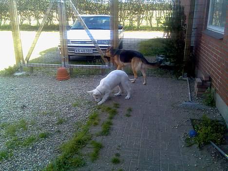 Hvid schæfer Jack - Gad godt vide om den blomst dufter godt ? billede 10