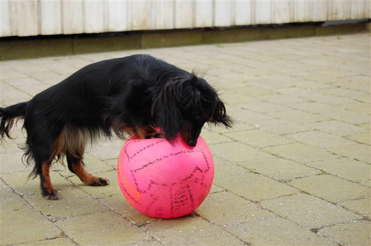 Dværggravhund Homie billede 20