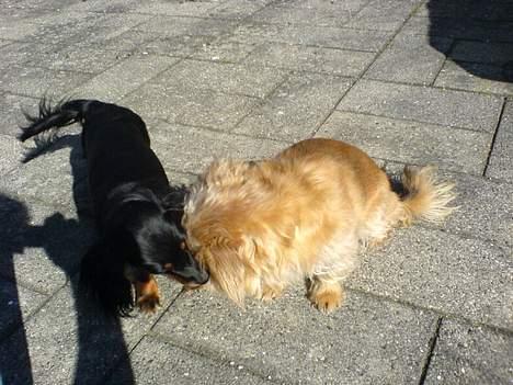 Blanding af racer Niki #død# billede 5