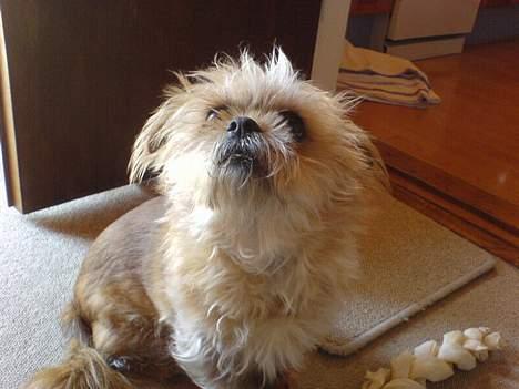 Blanding af racer Niki #død# billede 6