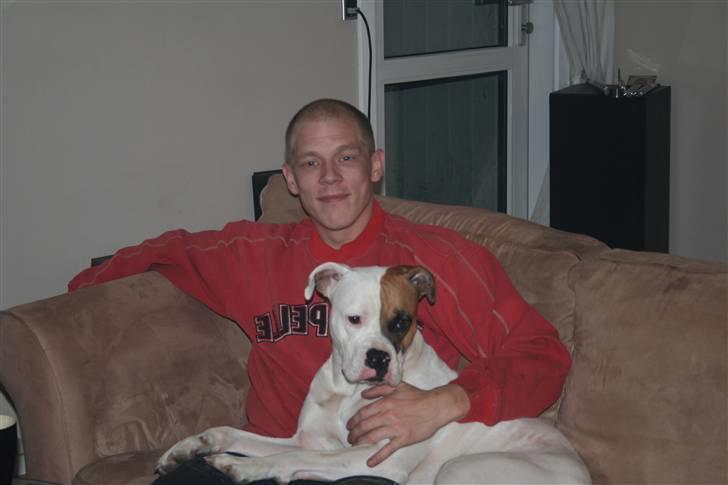 Amerikansk bulldog Iris - jan08* billede 20