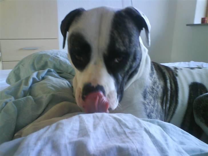 Amerikansk bulldog Aicha billede 1