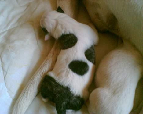 Amerikansk bulldog Aicha billede 2