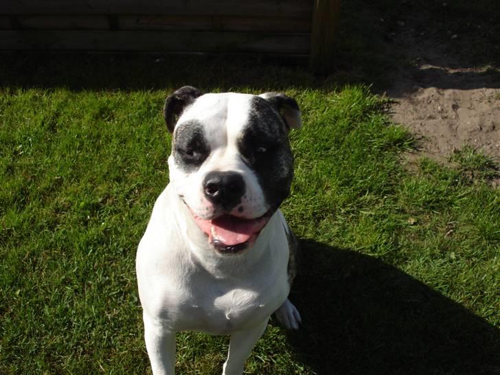 Amerikansk bulldog Aicha billede 3