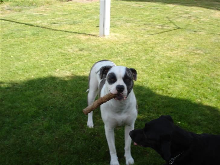 Amerikansk bulldog Aicha billede 4