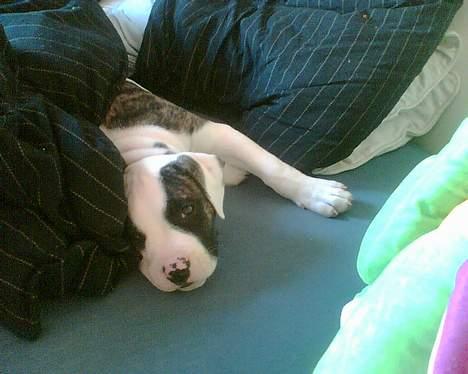 Amerikansk bulldog Aicha - trænger lige til en lille lur billede 5