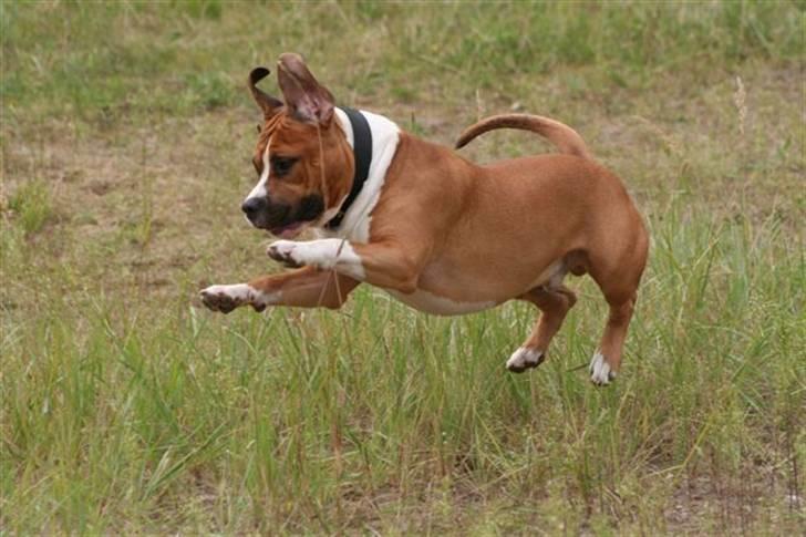 Amerikansk staffordshire terrier Tabu (RIP 16 oktober 2008) -  mentaltest 19/8-07..Billede taget af Michael Bergmann billede 17