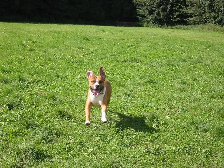 Amerikansk staffordshire terrier Tabu (RIP 16 oktober 2008) - jeg kommer nu moar billede 19