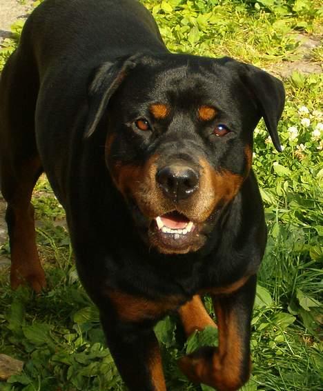 Rottweiler Fattiggården's Carla *død* - Fattiggården´s Carla i godt humør billede 1
