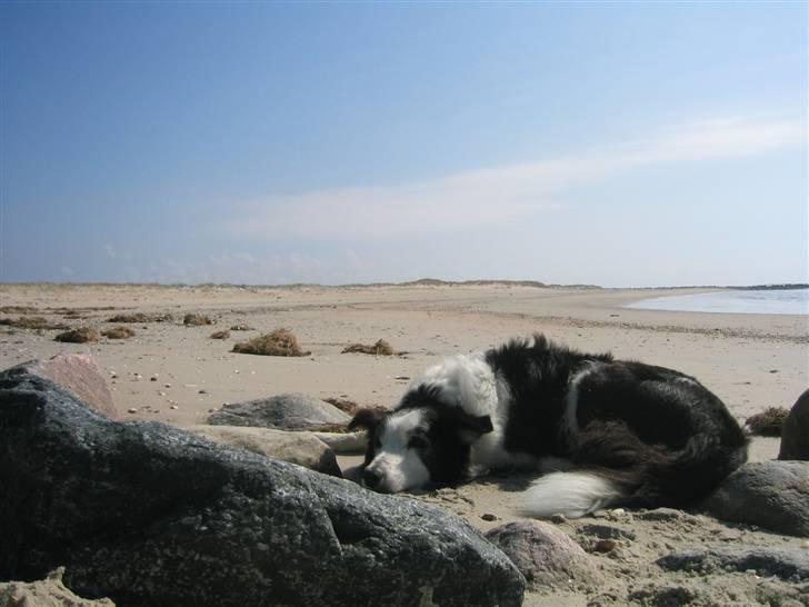 Border collie Andy (Canis) R.I.P - Smukke Andy ved havet 10 år billede 1