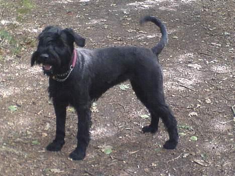 Riesenschnauzer Holli R.I.P <3 billede 10