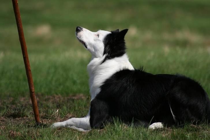 Border collie Blue - Blue  billede 1