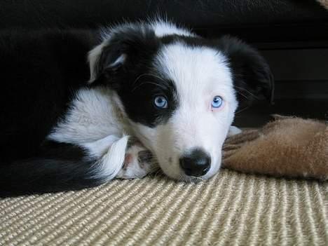 Border collie Blue - De skønneste blå øjne billede 2