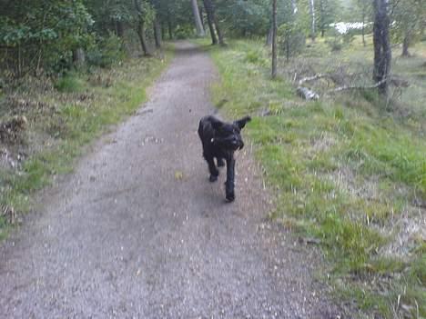 Riesenschnauzer Holli R.I.P <3 billede 11