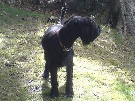 Riesenschnauzer Holli R.I.P <3 billede 12