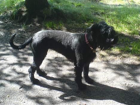 Riesenschnauzer Holli R.I.P <3 billede 13