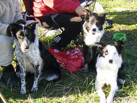 Border collie Blue - Blue, Fay og Scot de bedste venner.... R.I.P Scott billede 3