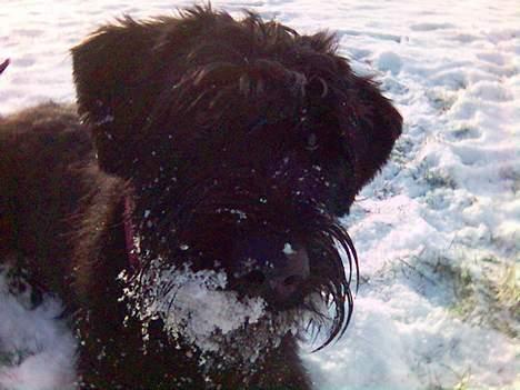 Riesenschnauzer Holli R.I.P <3 billede 14